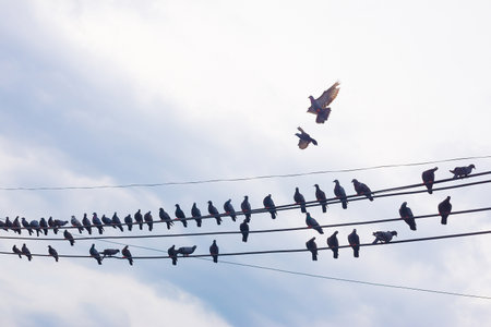 A large group of birds are caught on high voltage lines.の写真素材