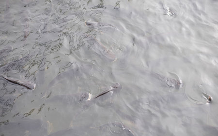 Fish in the water waiting for food