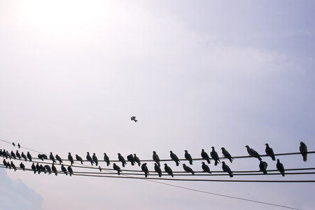 The flock of birds that live on high-voltage power, the sky backdropの写真素材