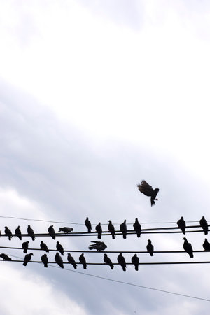 Flock of birds living together On high voltage cablesの写真素材