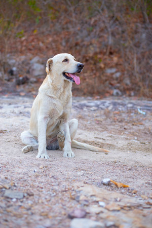 A white dog sitting and looking at somethingの写真素材