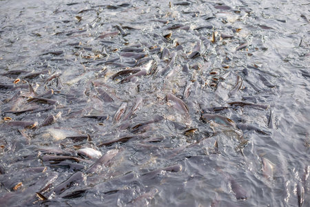 Fish in dense water waiting for foodの写真素材