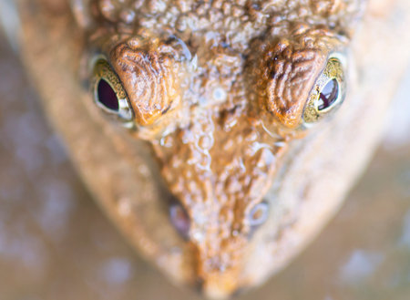 The big eyes of amphibians