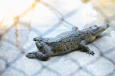 Crocodile amphibian without tail raised on the farmの写真素材