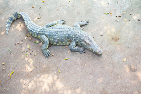 Crocodile lying on the concrete floorの写真素材