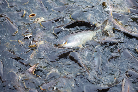 A group of fish that live together densely.