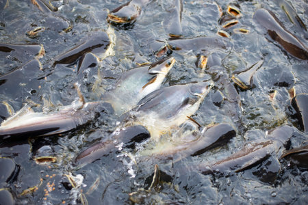 A group of fish that live together densely.
