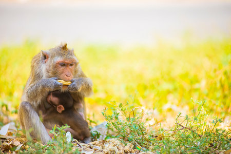 Mother and baby monkeys that live together in nature.