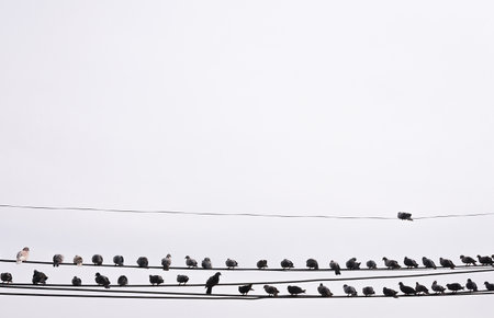 Bird groups that live on high-voltage wiresの写真素材