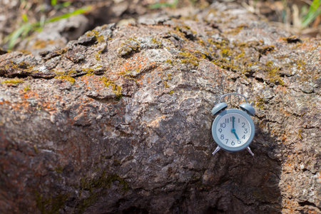 Alarm clock on the trunk surface of natural treesの写真素材