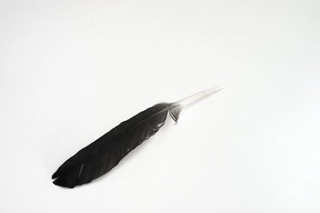 Black feather on a white background with empty spaceの写真素材