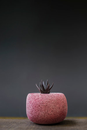 Small trees in red concrete pots on a dark gray background