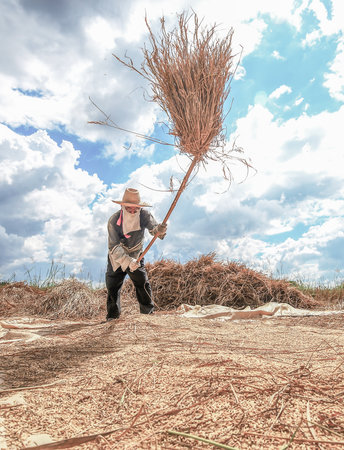 Farmers hit the grains on the ground to let the grains fall out of the ground. Traditional farming in Asia and Thailandの写真素材