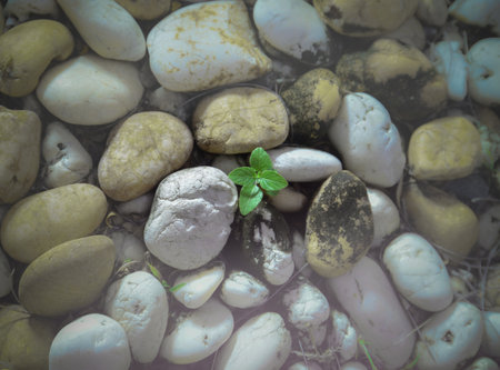 saplings grow on the gravel ground.の写真素材