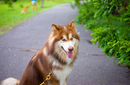The face and posture of a beautiful furry pet dog outdoor in the parkの写真素材