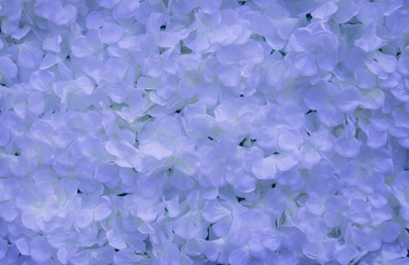 White flower backdrop with beautiful pink-purple tones of light