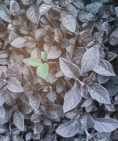 A small ant trying to transport an embryo and its eggs.の写真素材