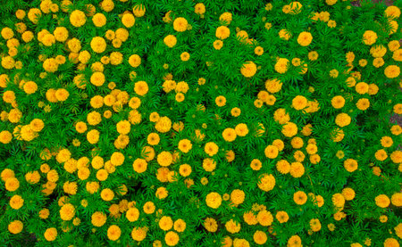 Image of cracked soil and concrete surfaces.の写真素材