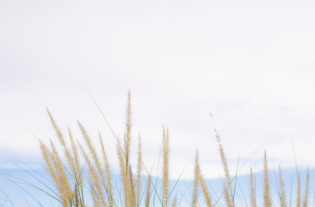 grass green leaves and sky backgroundの写真素材