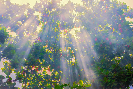 The image of the mist and light shining on the branches of the leaves of the trees.の写真素材