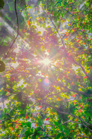The image of the mist and light shining on the branches of the leaves of the trees.の写真素材