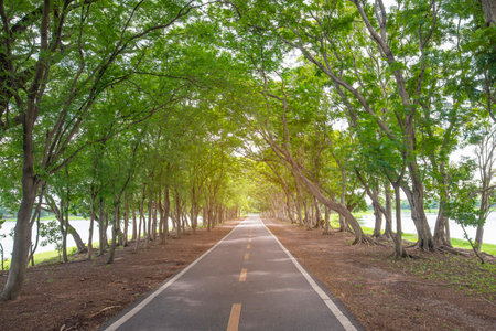 conceptual image road in the parkの写真素材