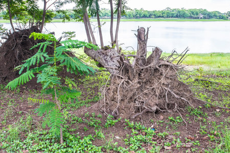 conceptual image  roots in the groundの写真素材