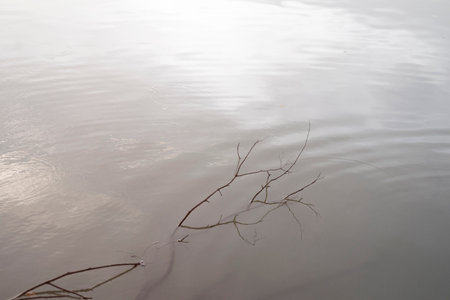 The surface of the lake with the remains of dead branches.の写真素材