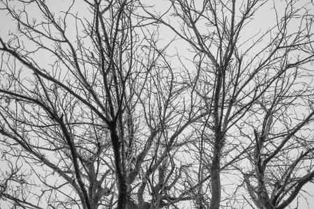 silhouette of tree in winterの写真素材