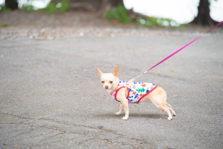 chihuahua dog on the streetの写真素材