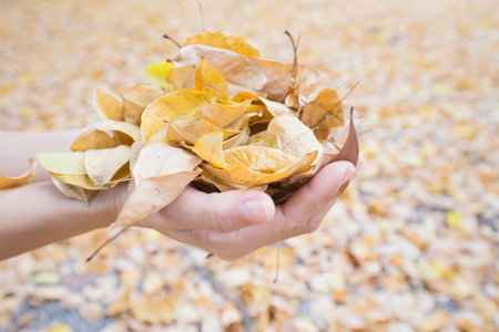 hand holding a bunch of dried flowers leavesの写真素材