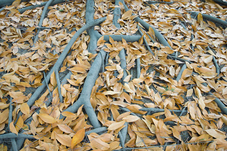 Tree roots and autumn leaves on the ground naturallyの写真素材
