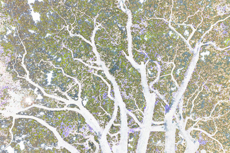 The light from the sun and the branches of the large tree that spread