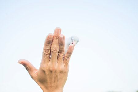 Birds that are pets in the hands of people with matter outdoors in the park.の写真素材
