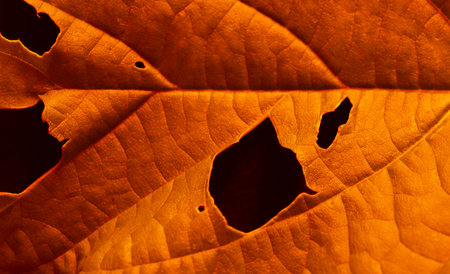 Pattern Texture of dry dead autumn leaves