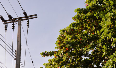 photo of outdoor electrical wires with big tree blocking the wayの写真素材