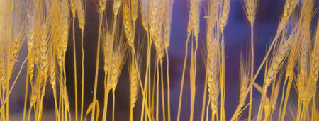 Golden wheat pattern arranged on a colorful background.の写真素材