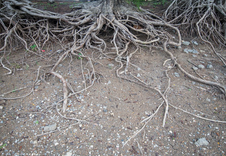 river bank trees rising above the ground which comes from the problem of drought environmentalの写真素材