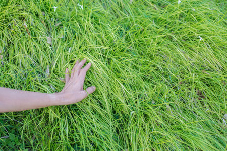 person hand gesture touch natural grass green plantsの写真素材