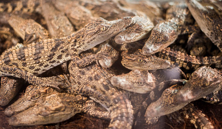 Group of small crocodiles as petsの写真素材