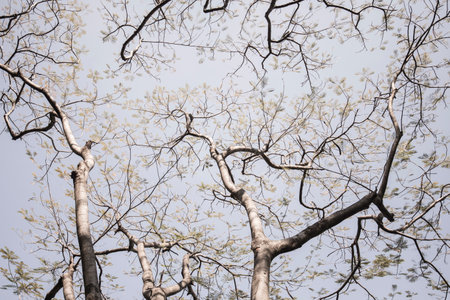 branches of a tree with drought conditions due to global warmingの写真素材