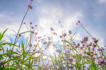 flowers and sky naturally in the open air with a very hot environmentの写真素材