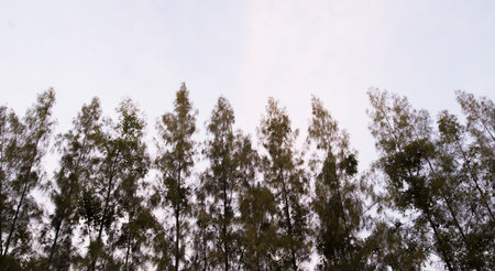 grass in the sky silhouetteの写真素材