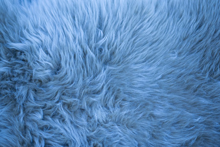 close up of fur blueの写真素材