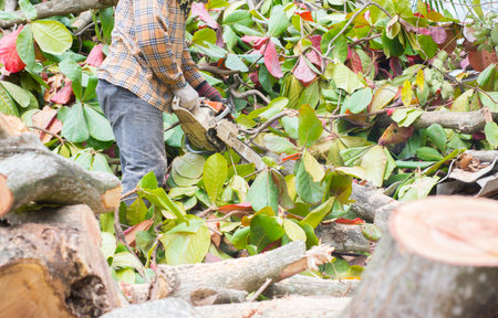 A person who is cutting and destroying trees with machines.の写真素材