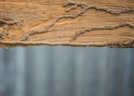 The surface of an old rotted and corroded wooden objectの写真素材