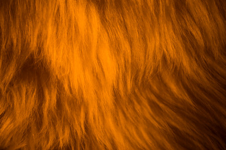 The characteristic long fur surface pattern is natural.の写真素材