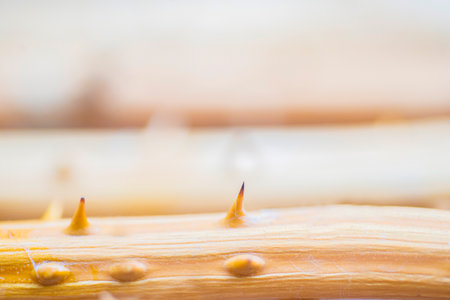 Tree thorns are sharp and poisonous in nature.の写真素材