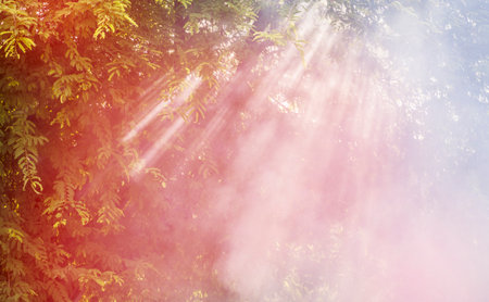 Natural light pattern with plants in outdoor locationの写真素材