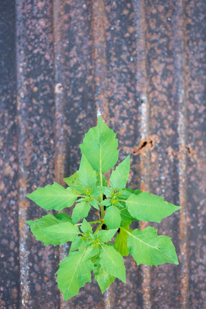Growing plants pierce from decaying old material.の写真素材